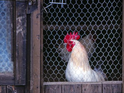 Photo of chicken in coop. Avian flue blog article.