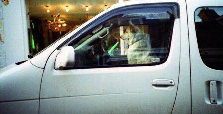Driving safely with your dog