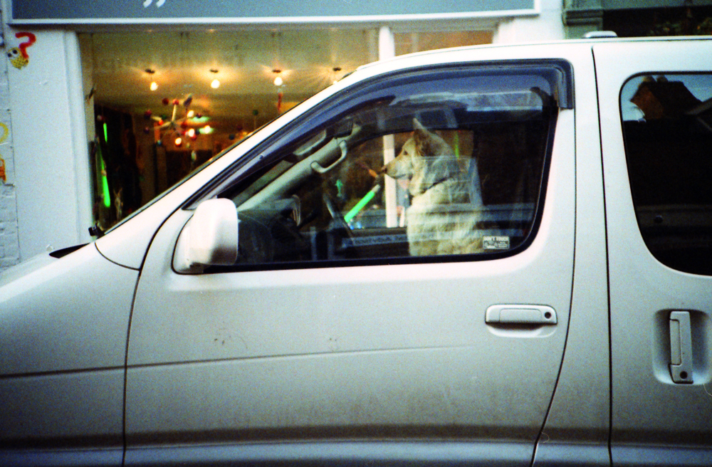 Driving safely with your dog