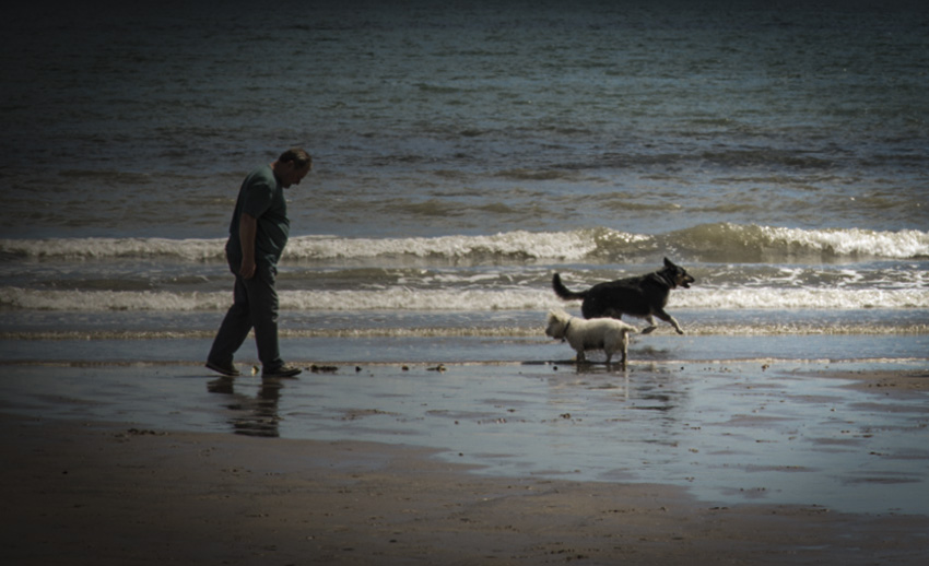 Dogs having fun by the sea.