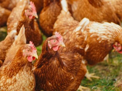 Beautiful chickens
