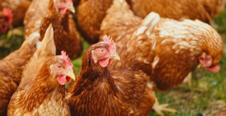 Beautiful chickens