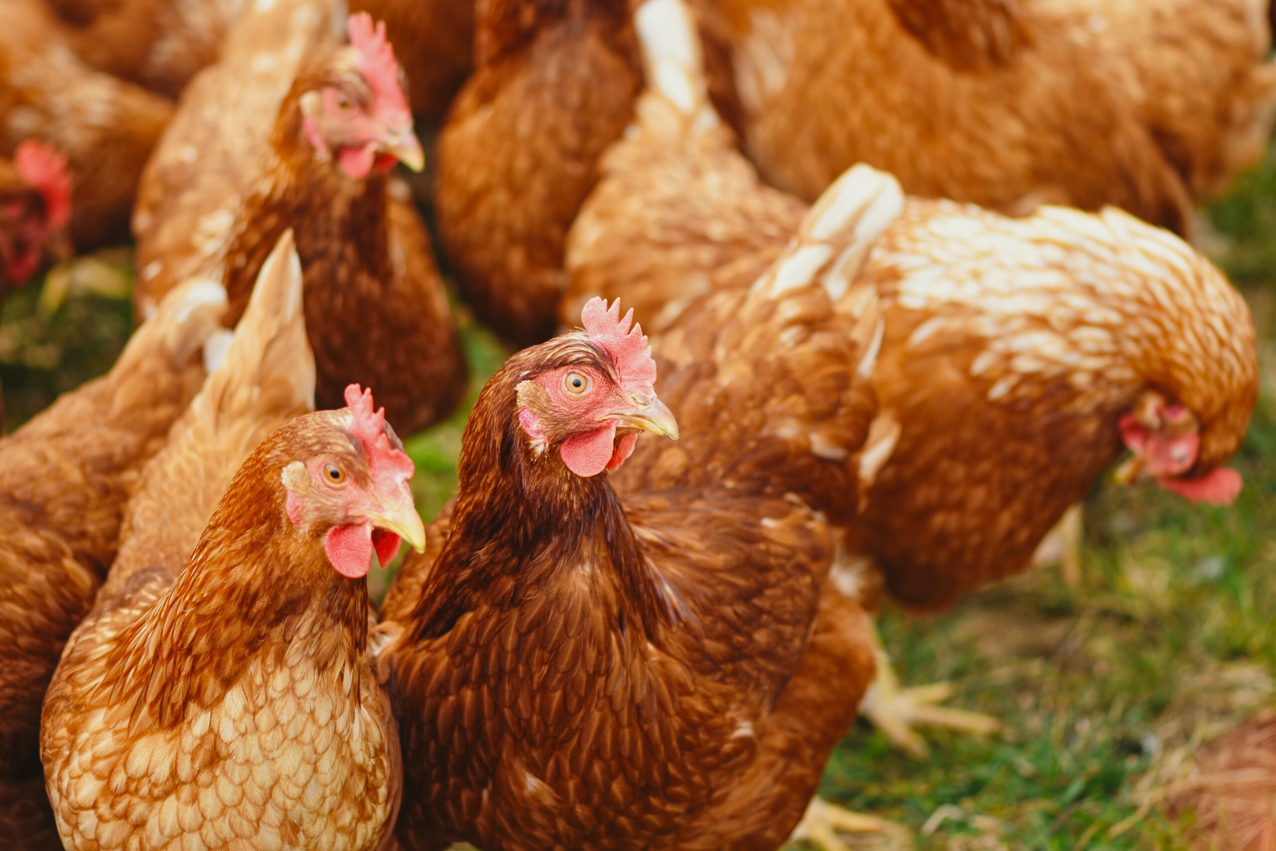 Beautiful chickens
